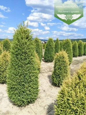 Можжевельник чешуйчатый Блю Свид (Juniperus squamata Blue Swede) С7,5 —  Питомник Летний сад