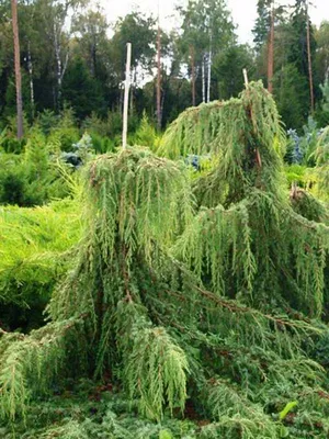 Juniperus communis 'Gold Cone', Можжевельник обыкновенный 'Голд  Кон'|landshaft.info