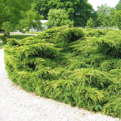 Можжевельник скальный Блю Эрроу (Juniperus scopulorum Blue Arrow)