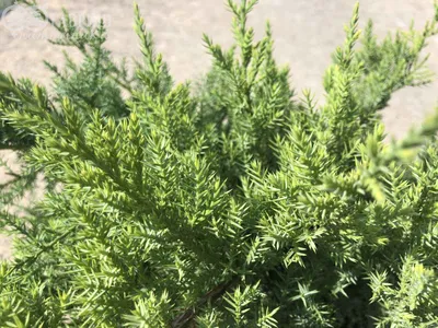 Можжевельник красноплодный (Juniperus phoenicea) - PictureThis