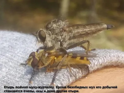 File:Муха(Diptera).jpg - Wikipedia