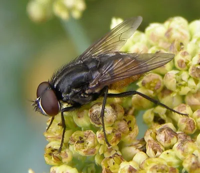 Полевая муха (Musca autumnalis) - Picture Insect