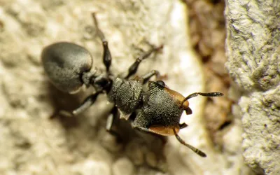 Увеличенный муравей 🐜 в траве» — создано в Шедевруме