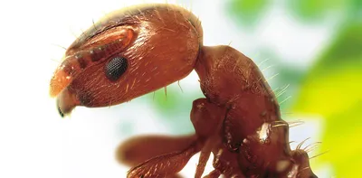 Camponotus singularis