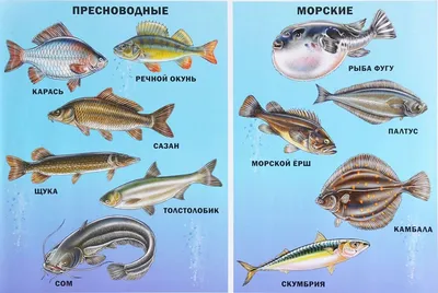 Картинки рыбы названия по окружающему миру (67 фото) » Картинки и статусы  про окружающий мир вокруг