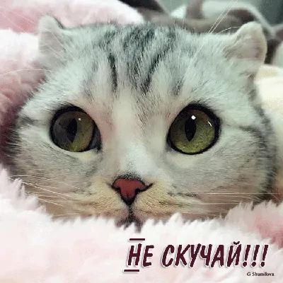 Не Скучай, Администрация.