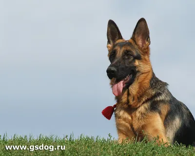 Pictures German Shepherd Dogs Tongue Snout animal 640x960