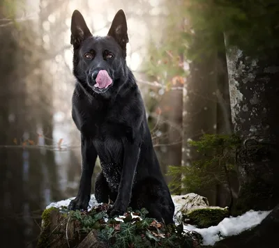 Picture Shepherd German Shepherd dog Tongue Animals 1080x1920