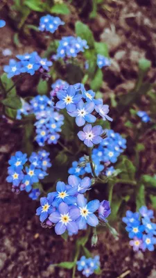 Незабудки | Plants, Garden