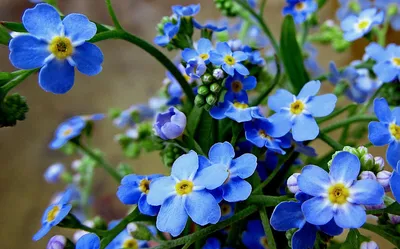 Photo Flowers scorpion grasses Light Blue Many 1080x1920