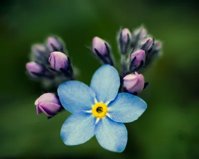 Wallpaper iPhone flowers | Spring wallpaper, Flowers photography wallpaper,  Phone wallpaper