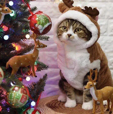 Новогодние коты | Christmas cats, Matching christmas pfp friends, Puppies  and kitties