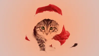 Mobile wallpaper: New Year, Animals, Cats, 41754 download the picture for  free.