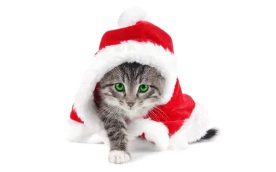 Cat Christmas Pet Royalty Free Photo