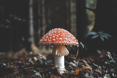 Mobile wallpaper: Mushroom, Spotty, Macro, Spotted, Fly Agaric, 110098  download the picture for free.