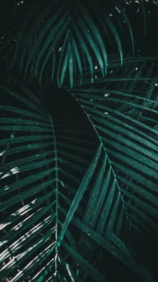 Wallpaper green plants phone Wallpaper HD phone #красота #заставка #HD  #wallpaper #обои #wallpaperphone… | Пальмовый принт, Иллюстрации растений,  Обои для телефона