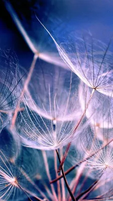 Pin by EA Love on Samsung Galaxy S4 Wallpaper | Nature wallpaper, Retina  wallpaper, Dandelion