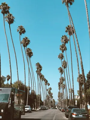 Wallpaper Hollywood, Palm Trees, Date Palm, Road, Tire, Background -  Download Free Image