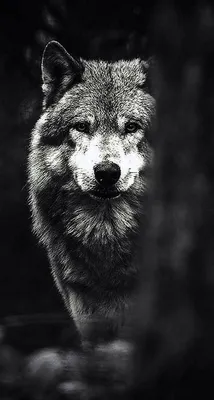 Alaskan Wolf iPhone Wallpapers #Alaskan #Wolf #iPhone #Wallpapers | Iphone  wallpaper wolf, Wolf wallpaper, Animal wallpaper