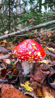 Мухомор красный | Stuffed mushrooms, Mushroom fungi, Fungi