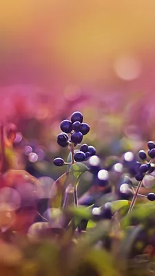 Обои ягоды, 5k, 4k, листья, макро, боке, berries, 5k, 4k wallpaper, leaves,  macro, bokeh, pink, Природа #546