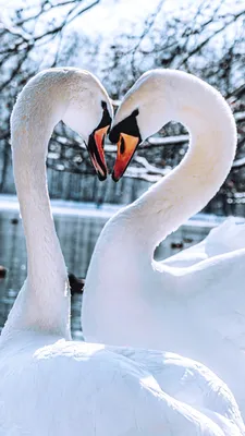 A pair of white swans | Fiction