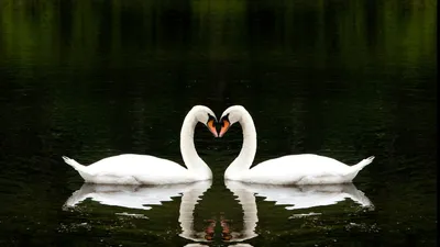 Обои Лебедь, пара, озеро, милые животные, любовь, Swan, couple, lake, cute  animals, love, Животные #4510