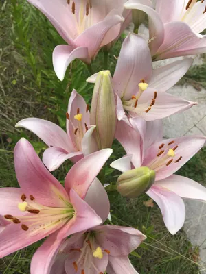 Wallpaper / iPhone / flower / lily | Beautiful flowers photography, Flowers  nature, Amazing flowers