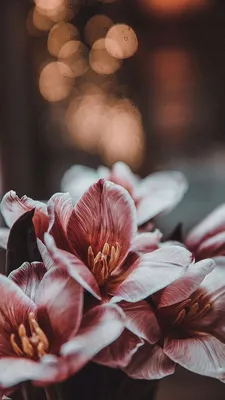 Лилия 🌸 | Nature wallpaper, Flower background wallpaper, Beautiful  wallpapers