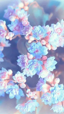 Pin by Babi on Encanto | Blue flower wallpaper, Spring wallpaper, Floral  wallpaper