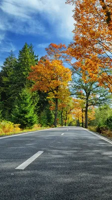 Picture Autumn Nature Roads Asphalt 1080x1920