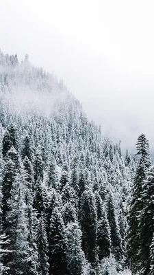 Wallpaper Spruce Nature Snow Forests 1080x1920