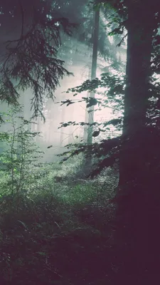 1080x1920 Forest Wallpapers for Android Mobile Smartphone [Full HD]