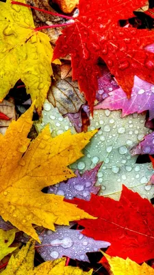 Обои листья, 5k, 4k, осень, капли, Leaves, 5k, 4k wallpaper, drops, rain,  autumn, Природа #12398