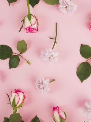 Roses, 5k, 4k wallpaper, 8k, flowers, pink, Flowers