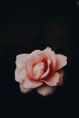 Pink iphone xr в 2021 г. Обои для iphone, Абстрактные раскраски, Яблоко.  Simple iphone, HD phone wallpaper | Peakpx