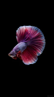 Скачать Aquarium 4K Live Wallpaper 3.0 для Android