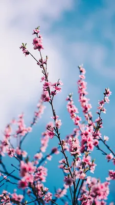 13 Gorgeous Spring Blossom iPhone Wallpapers | Preppy Wallpapers | Spring  wallpaper, Flower background iphone, Iphone wallpaper pinterest