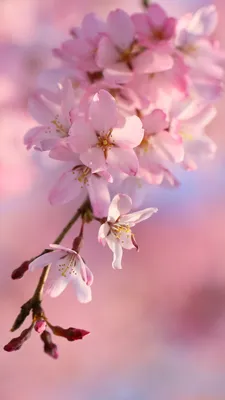 Wallpaper Purple Flowers in Tilt Shift Lens, Background - Download Free  Image