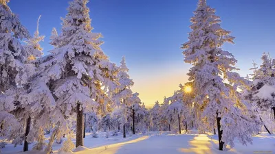 Обои на телефон | Winter wallpaper, Winter illustration, Christmas phone  wallpaper