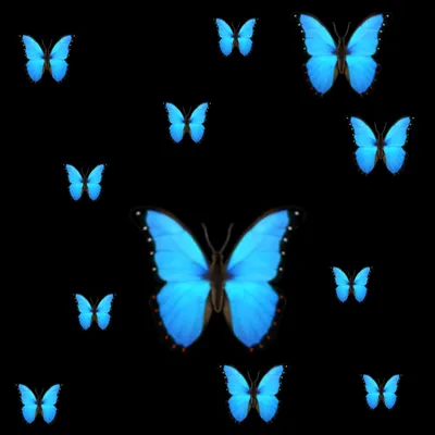 Wallpaper butterfly, black, section Animals, size 1920x1200 HD WUXGA -  download free image on desktop and phone