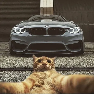 Wallpaper BMW M5 F90❤️#muvick00А в телеграмм канале решаем через опрос... |  TikTok