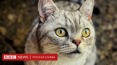 Британская короткошерстная - «Моя британская короткошерстная - королевское  имя, странный голос и скверный характер.» | отзывы