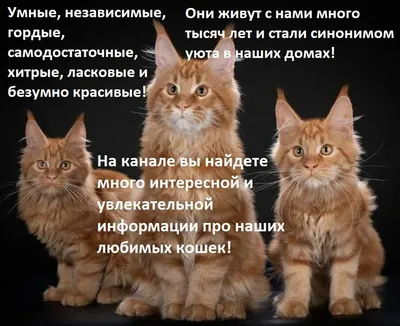 Британская короткошерстная кошка: 🐈 характер, размеры, внешность