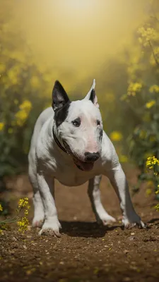 Photo Bull Terrier Dogs Rapeseed Animals 1080x1920