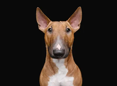 Wallpaper Bull Terrier Dogs animal Black background