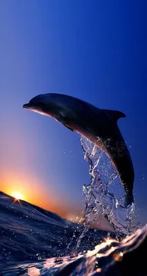 Animals wallpaper iPhone | Dolphins, Ocean animals, Sea animals