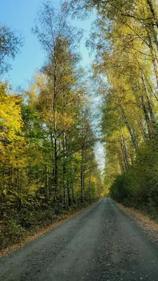 Осень Дорога | Пейзажи, Осенние деревья, Природа