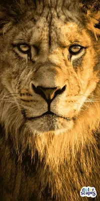 Pin by Irihka on Wallpapers красивые фоны на телефон | Wild animals  pictures, Lion images, Wild animal wallpaper