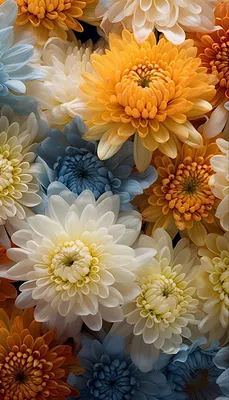 Обои на телефон хризантемы | Flower background images, Vintage flowers  wallpaper, Lovely flowers wallpaper